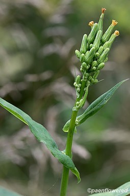 Flower buds and upper leaves